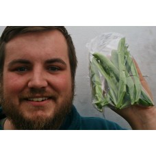 BEANS FLAT  250 Gram Bag